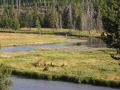 Yellowstone0806 038.jpg